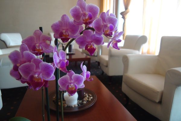 CH Hotel Giada Inn (Arese)